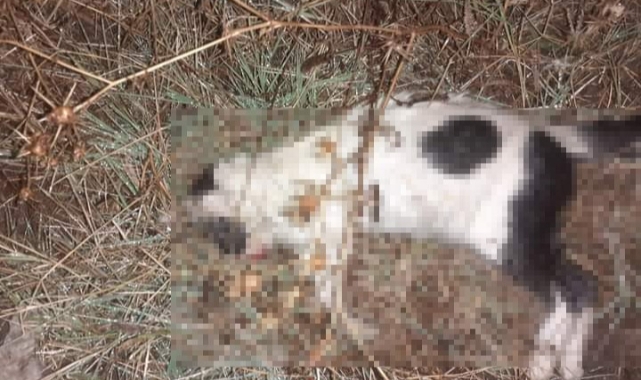 Kedi ve köpekler  fare zehirliyle zehirlendi!