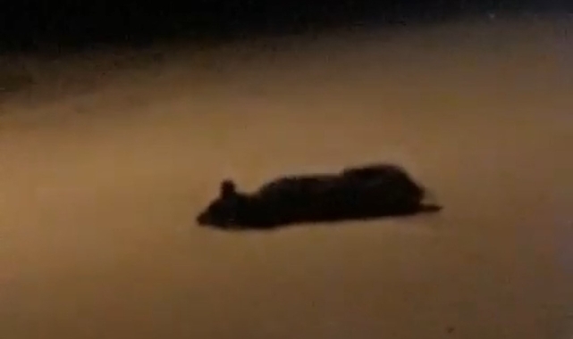 Köpeklerin zehirlendiği iddiasına mahalleliden tepki