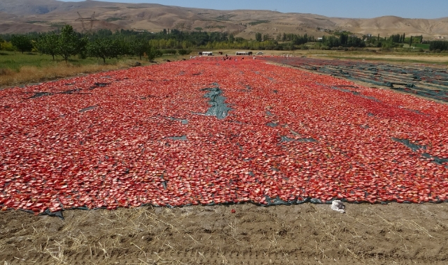 Kurutmalık domateste hasat devam ediyor