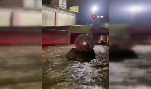 Meksika’yı sel vurdu! Araçlar akıntıya kapıldı