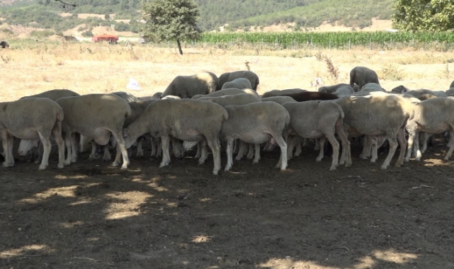 Meralar koruma altında
