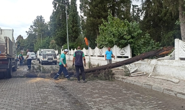 Sağanak yağışa dayanamayan ağaç devrildi