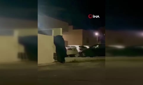 Şehre inen devasa ayı korkuya neden oldu