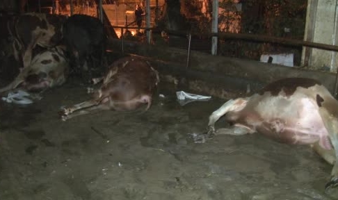 Su basan ahırda 4 büyükbaş hayvan telef oldu