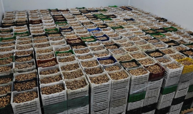 TARİŞ kuru incirde alım fiyatları belli oldu