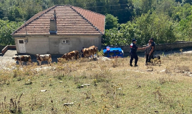 Vatandaşın kayıp hayvanlarını jandarma buldu