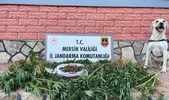 Zehir tacirleri jandarma kaçamadı