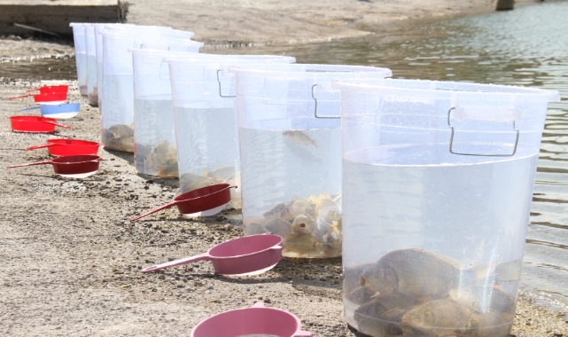 13 ilde 25 milyon yavru sazan suya bırakıldı
