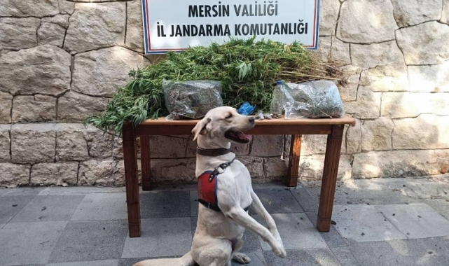 358 kök kenevir ele geçirildi
