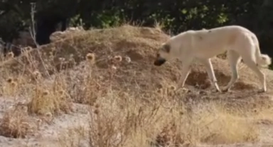 Boş arazide bebek cesedi bulundu