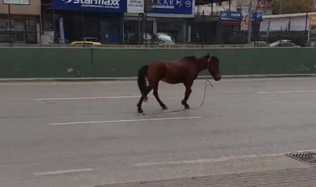 Bursa’da anayola çıkan at tehlike saçtı