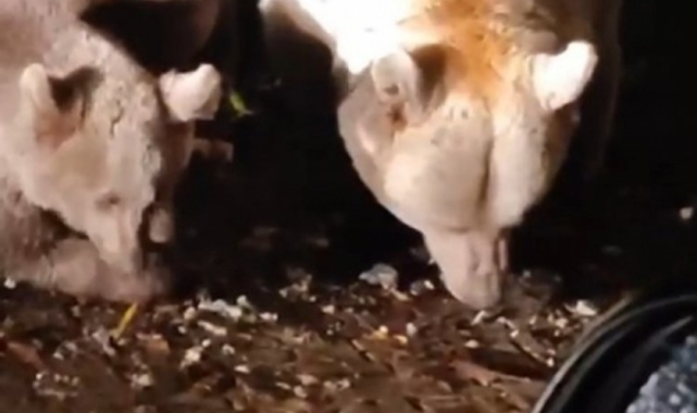 Bursa'da anne ayı ve yavruları vatandaşlar tarafından besleniyor