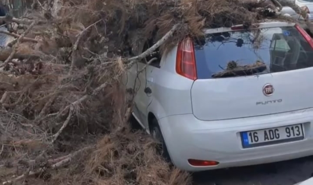 Bursa'da çürük ağaç otomobilin üzerine devrildi