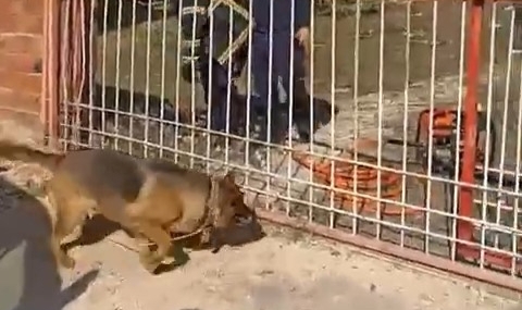 Bursa'da demir kapıya sıkışan köpeği itfaiye kurtardı