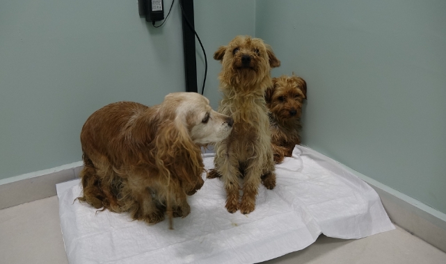Bursa'da sokağa atılan 3 cins köpek, bitkin halde bulundu