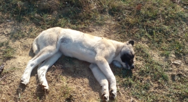 Çiftliğe atılan etten yiyen 5 Kangal köpeğinden 3'ü öldü