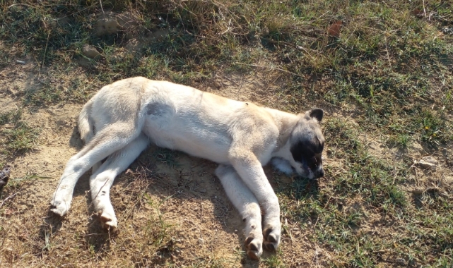 Çiftliğe atılan etten yiyen 5 Kangal köpeğinden 3'ü öldü