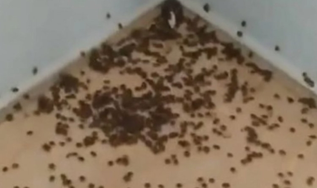Karadeniz'de istilacı böcek mücadelesi!