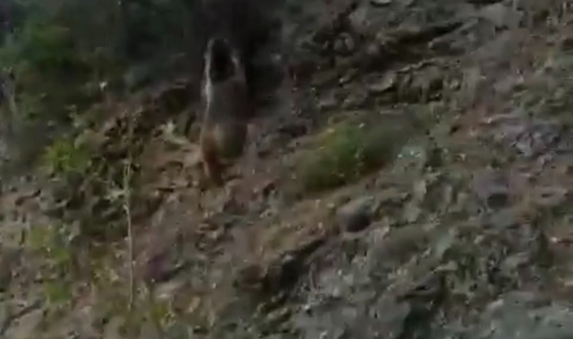 Karşılaştığı ayıyı "Oğlum gel" diye çağırdı