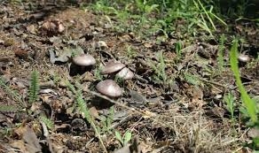 Mantar toplamaya giden şahıs ormanda kayboldu