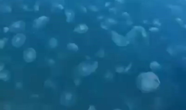 Marmara’nın güney kıyılarını denizanası istila etti