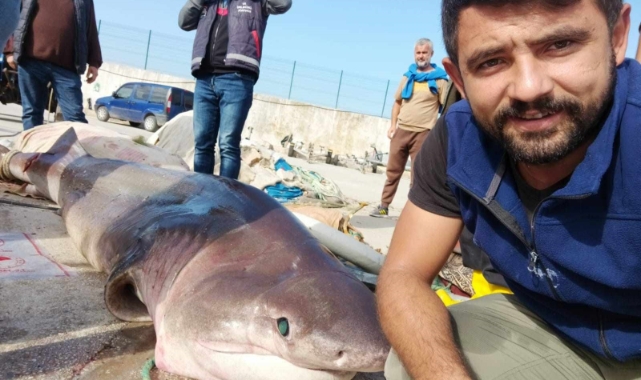 Marmaradan canavar çıktı!  1 tonluk köpekbalığı ile selfi çektirdiler