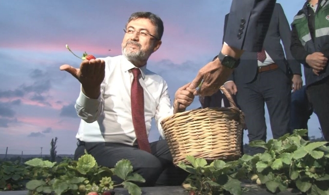 Tarım ve Orman Bakanı Yumaklı tarlada çilek hasat etti