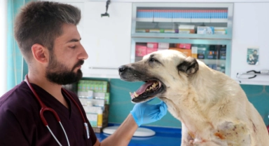 Tüfekle vurulan köpeklerin vücudundan 200 saçma çıktı!