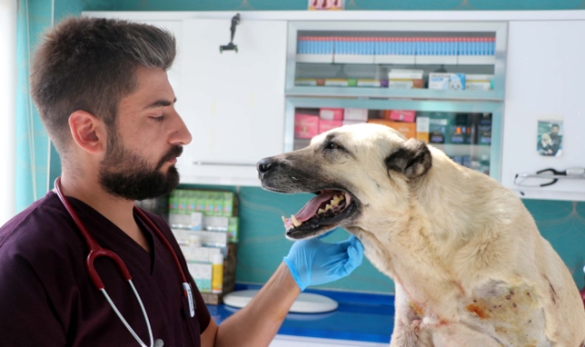 Tüfekle vurulan köpeklerin vücudundan 200 saçma çıktı!