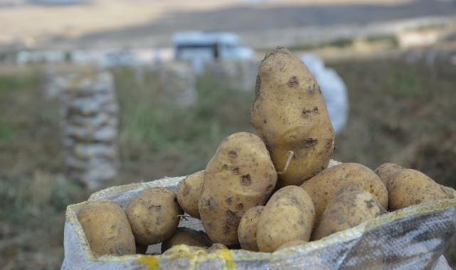 Yaylada patates hasadı sona erdi
