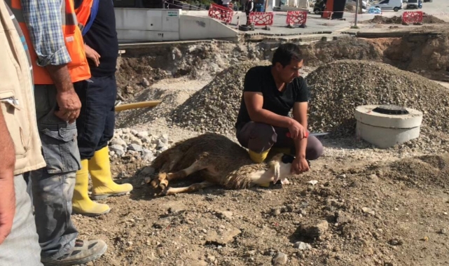 Yıkılan binada ölen yok diye kurban kestiler!