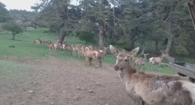12 kızıl geyik doğaya salındı