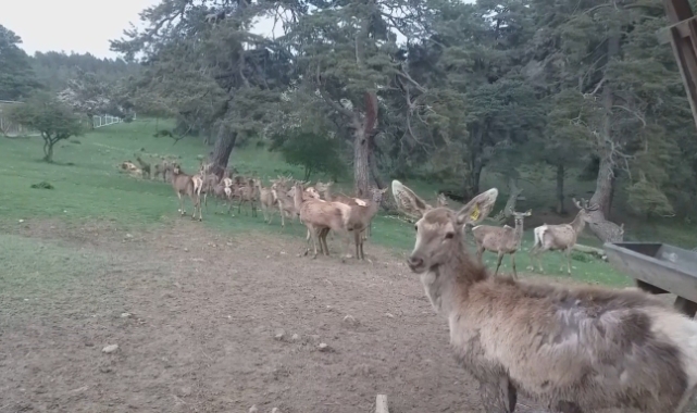 12 kızıl geyik doğaya salındı