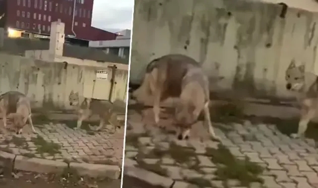 Aç kalan kurtlar şehre indi!