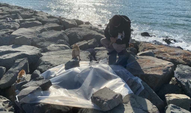 İstanbul'da birçok kedi dev dalgalar arasında boğuldu