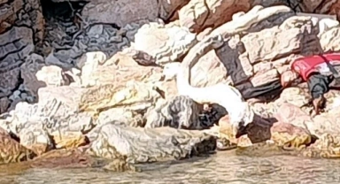 Bodrum'da can yelekli erkek cesedi bulundu