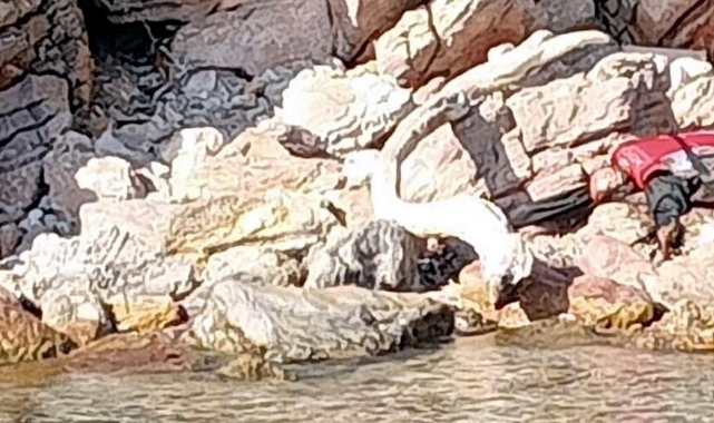 Bodrum'da can yelekli erkek cesedi bulundu