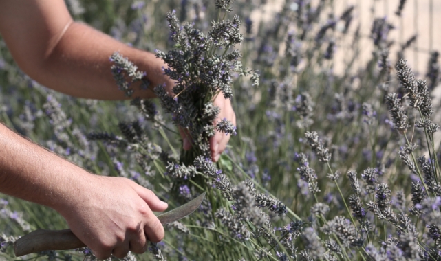 Bursa'da tıbbi ve aromatik bitkilerin önemi ele alındı
