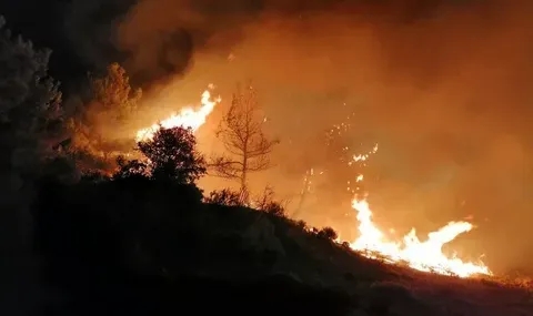 Çanakkale'deki orman yangınları ile ilgili korkunç bilanço