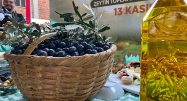 Coğrafi işaretli Gemlik zeytininde hasat zamanı! 