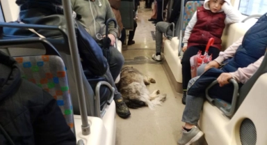 Dışarıda üşüyen köpek tramvaya sığındı