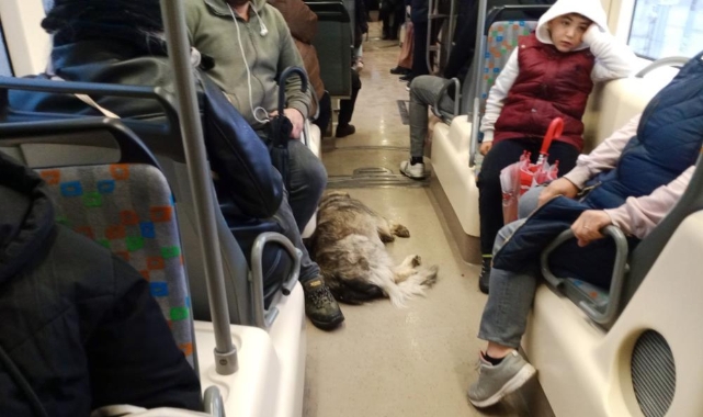 Dışarıda üşüyen köpek tramvaya sığındı
