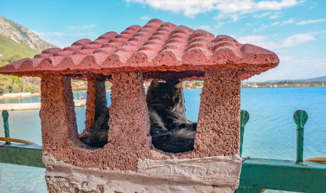 Gökova Körfezinin en şanslı hayvanları