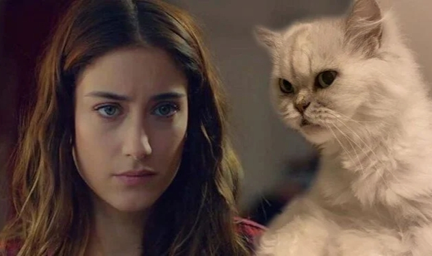 Hazal Kaya'dan 12 yıllık kedisi Leyla'ya veda