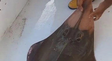 İnsan yüzlü balık Antalya'da ağlara takıldı