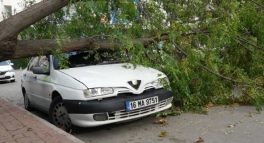 Lodosun devirdiği ağaç, otomobilin üzerine düştü