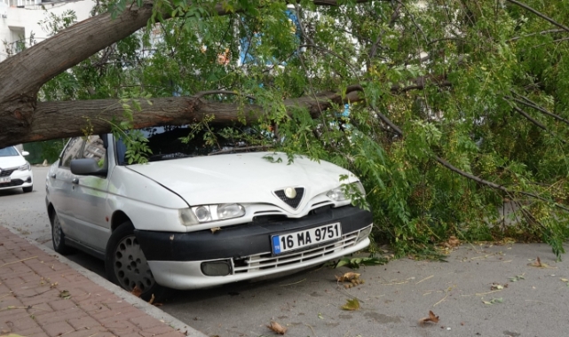Lodosun devirdiği ağaç, otomobilin üzerine düştü