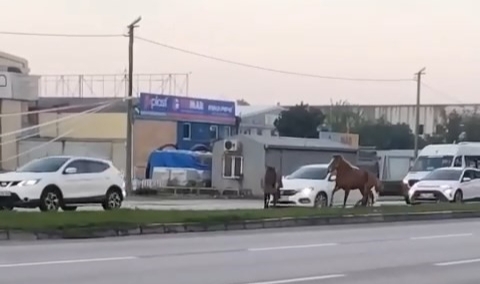 Ne yapacağını şaşıran atlar yolda tehlike saçtı