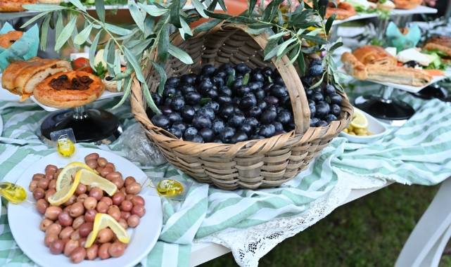 Orhangazi’de de zeytin hasadı başladı