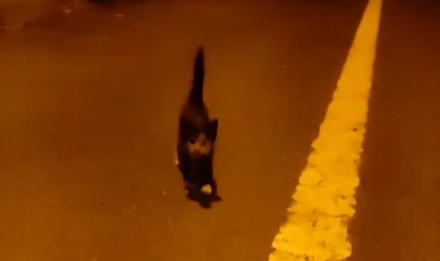 Otoyol kenarındaki yavru kedi tır sürücüsü sayesinde böyle kurtuldu